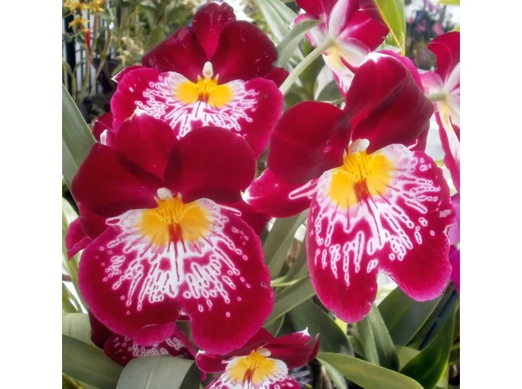Miltoniopsis fiore