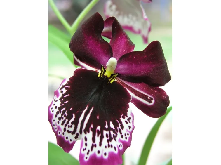 orchidea
