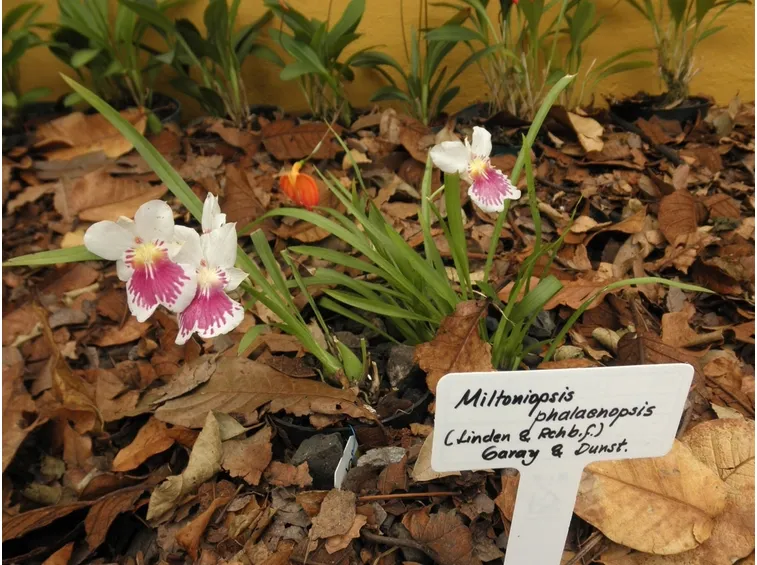 orchidea