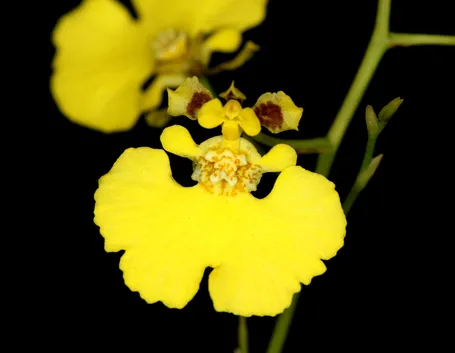 Oncidium