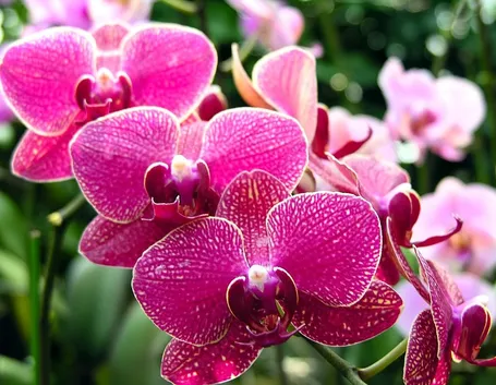 orchidee