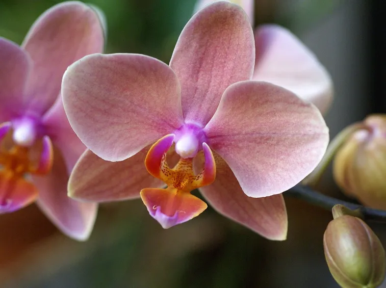 orchidea phalenospis