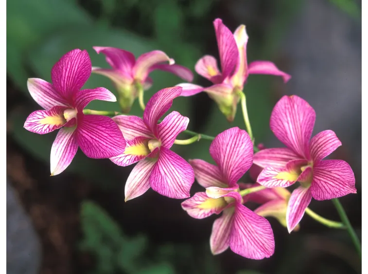 orchidea dendrobium