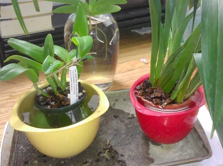 annaffiare orchidee