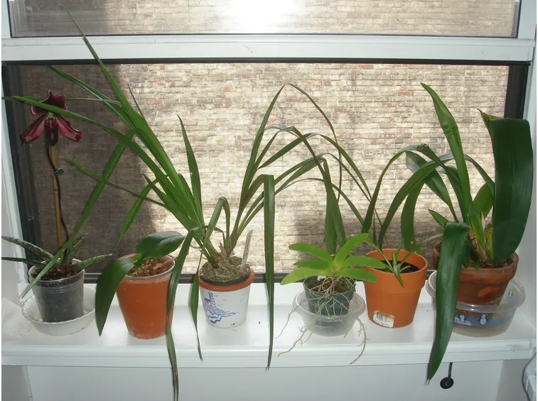 coltivare le orchidee