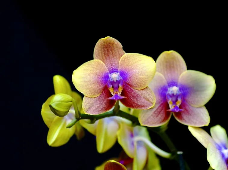 orchidee