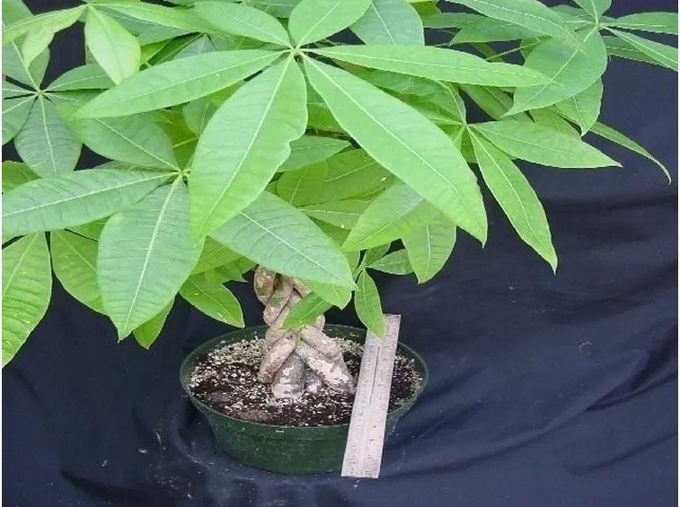 Caratteristiche pachira acquatica