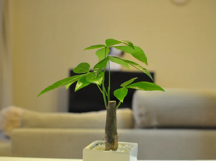 Annaffiatura pachira