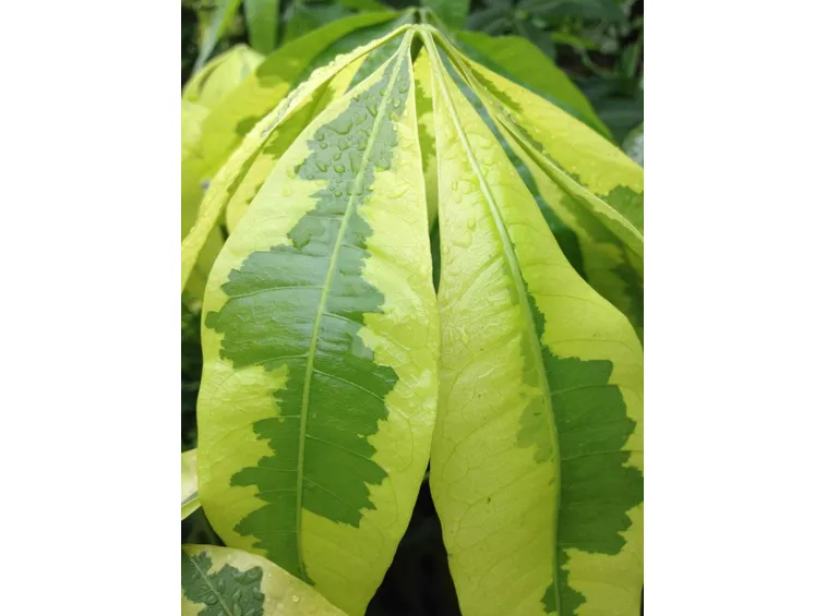 Pachira aquatica