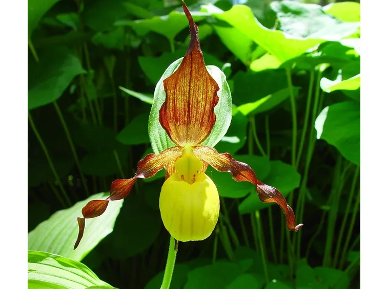 Fiori scarpetta 