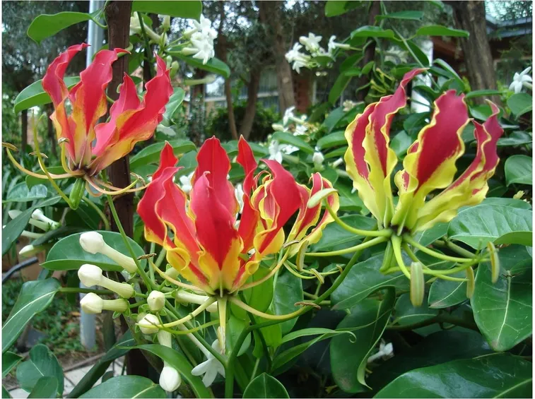 Gloriosa