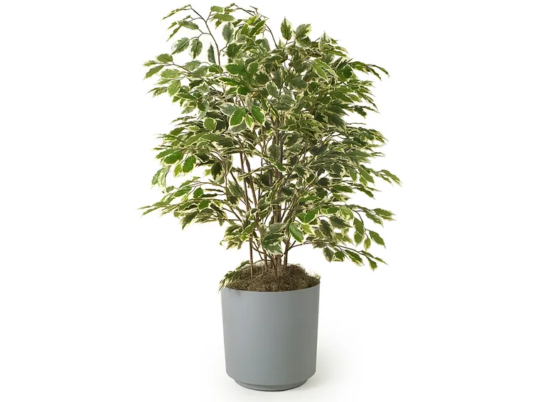 Ficus