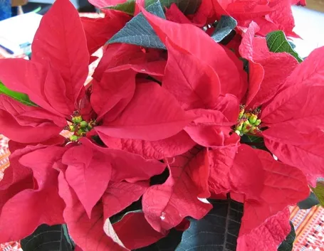 Stella di Natale 
