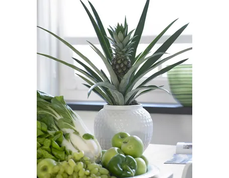 Bromeliacea