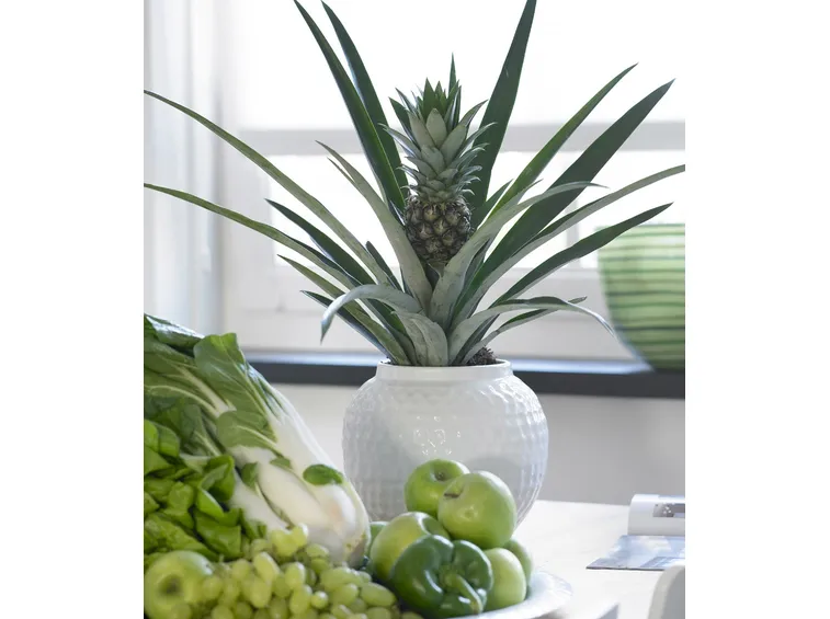 Bromeliacea