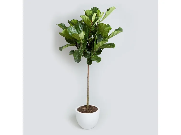 Ficus lyrata