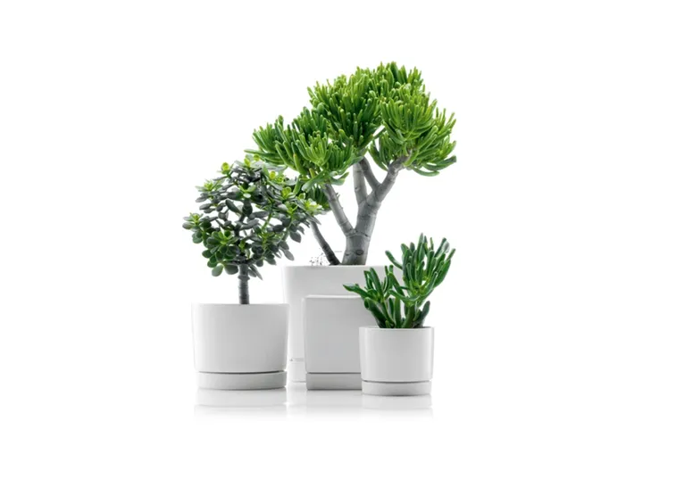 piante da regalare