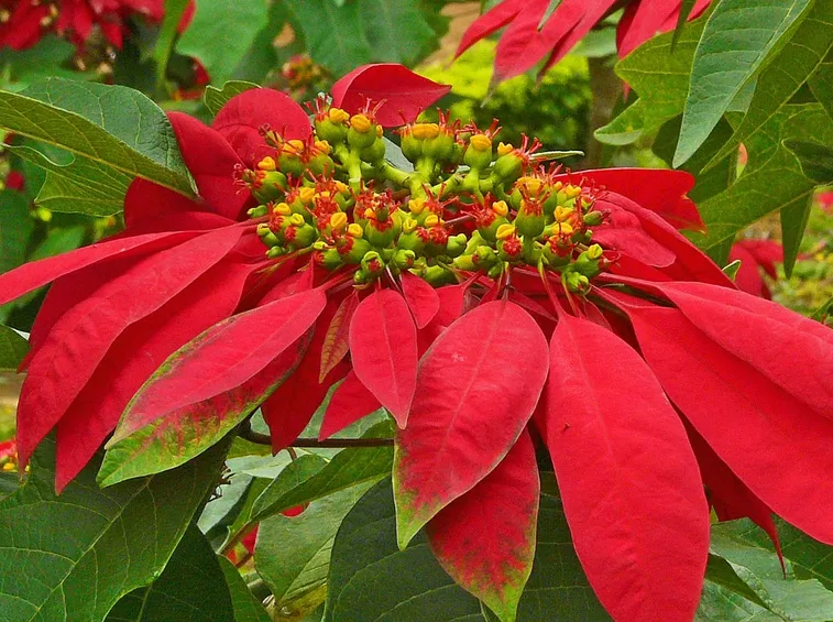 stella di natale