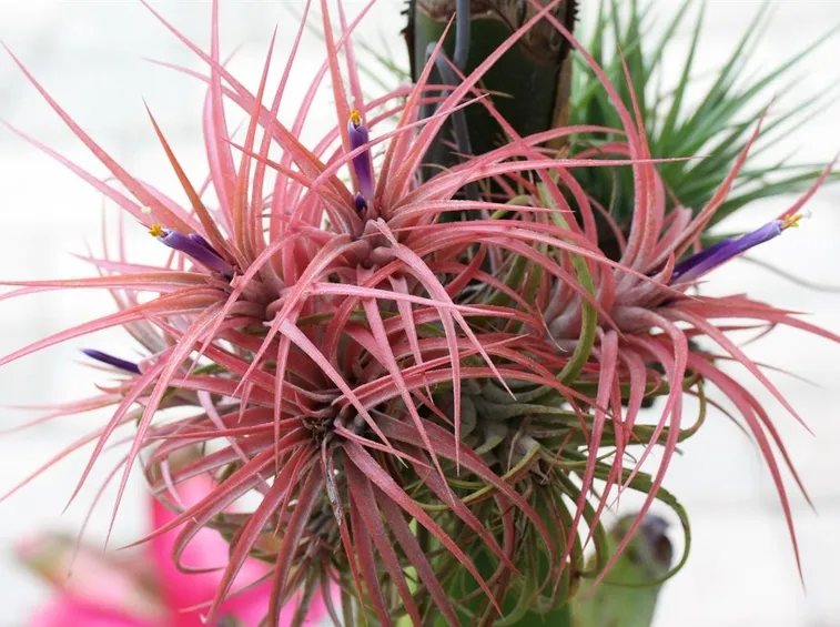 tillandsia