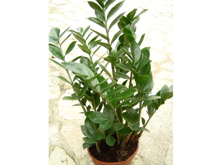zamia