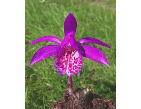 pleione formosana