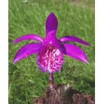 pleione formosana