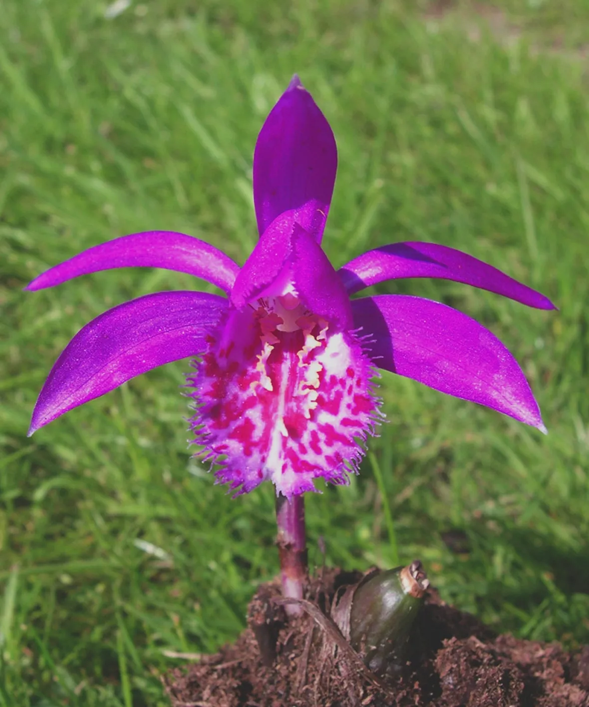 pleione formosana