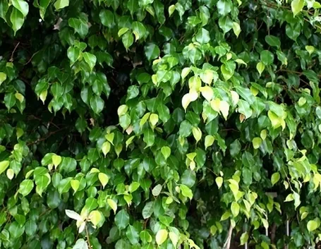 ficus benjamin