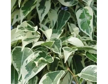 ficus benjamina