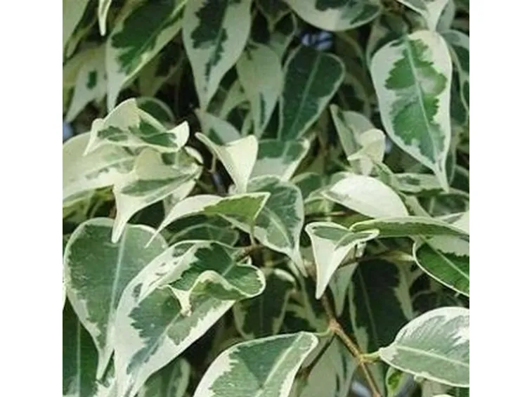 ficus benjamina