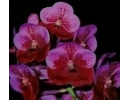 orchidea
