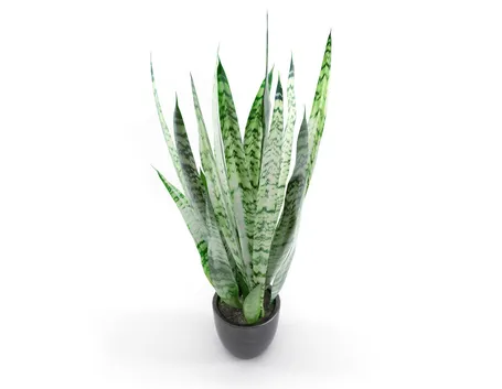 sanseveria