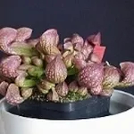 sarracenia