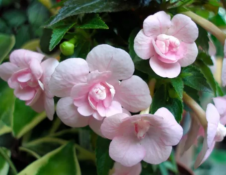 fiori Achimenes 