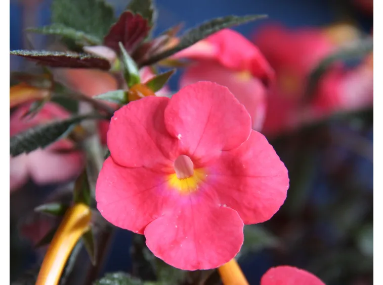 fiore achimenes