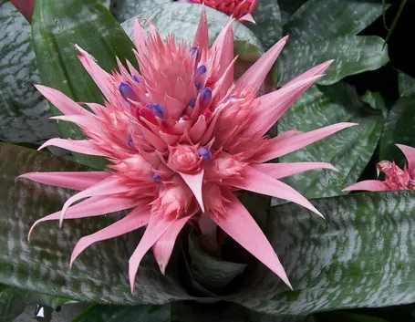 Aechmea primera