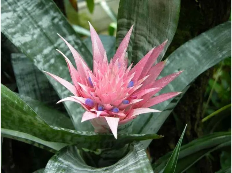 acmea fasciata