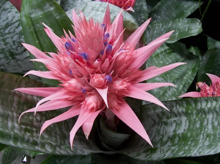 Aechmea primera