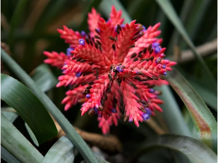aechmea distichantha