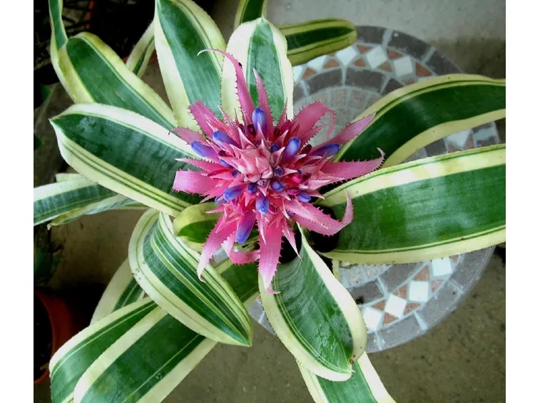 acmea fasciata