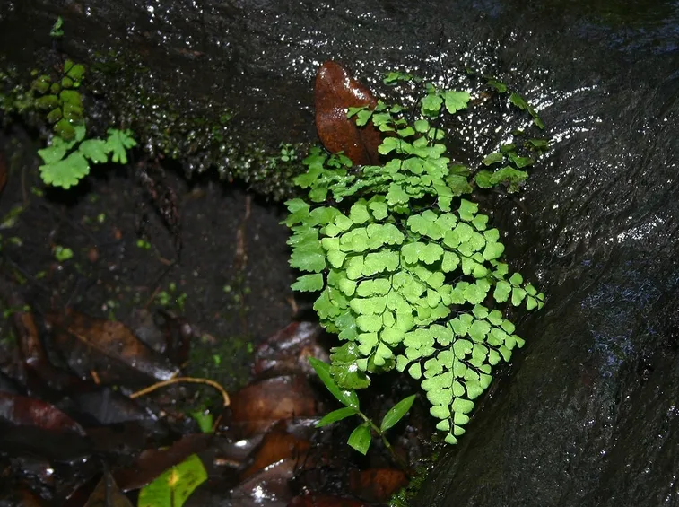capelvenere pianta