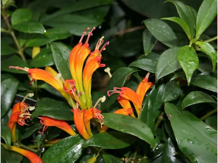 Eschinanthus
