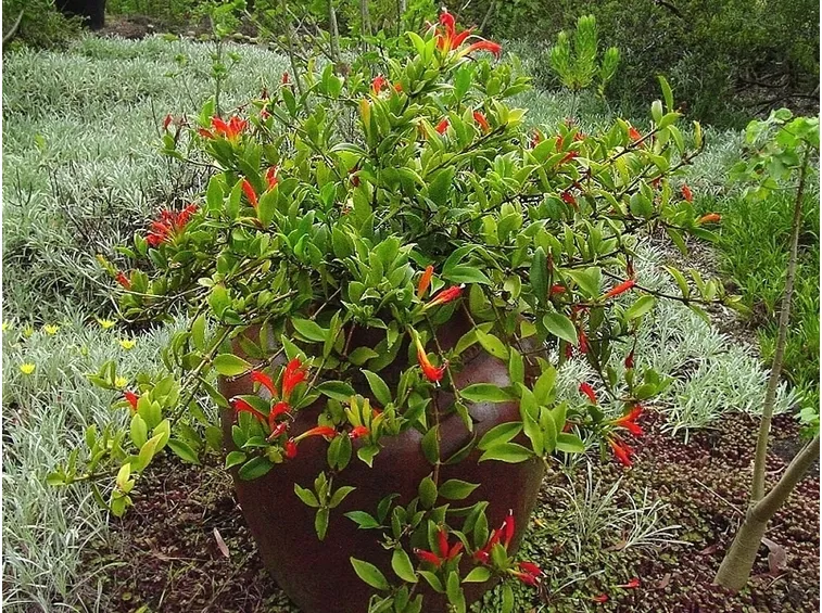 Aeschynanthus speciosus