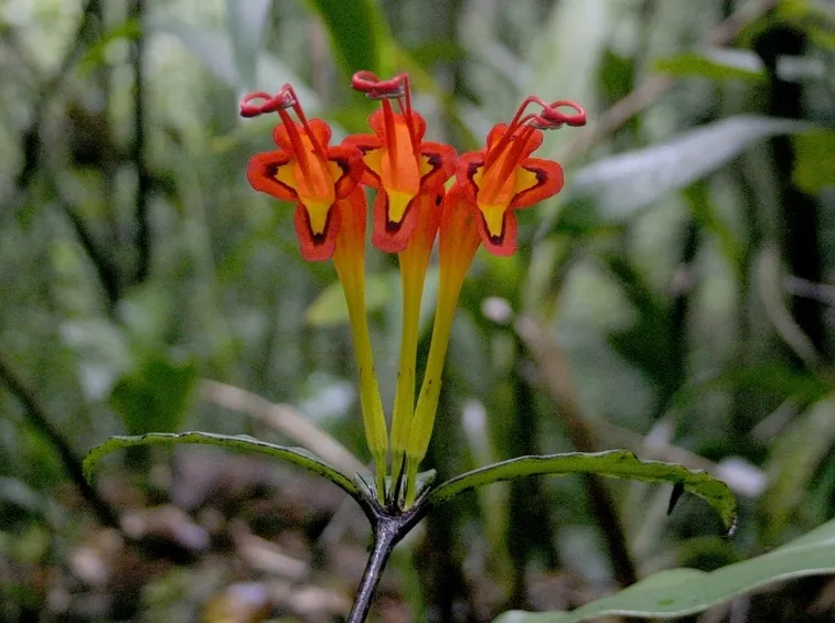 fiore eschinanthus