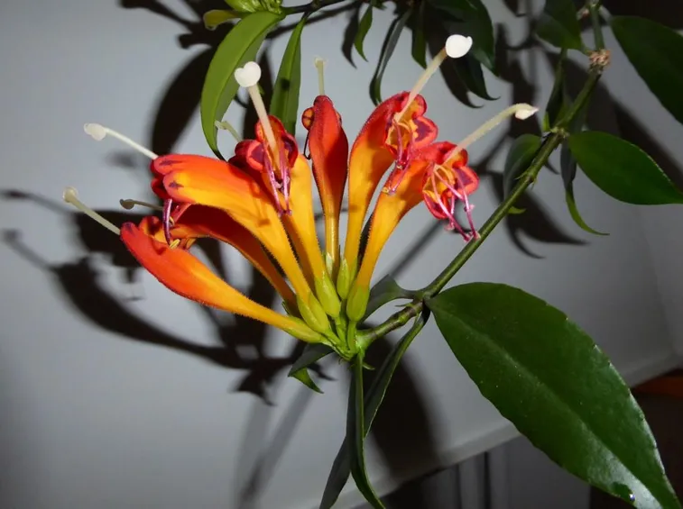 aeschinanthus