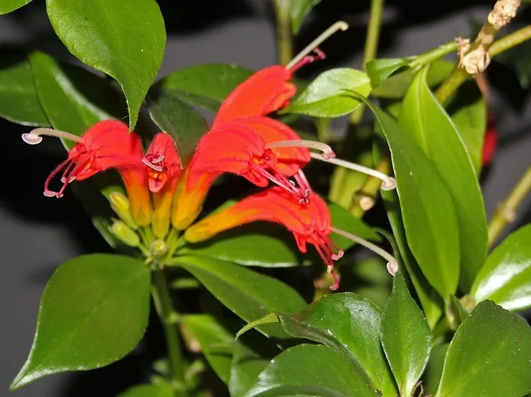 eschinanthus pianta