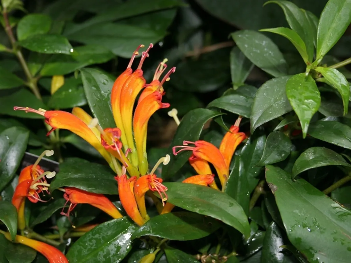 Eschinanthus