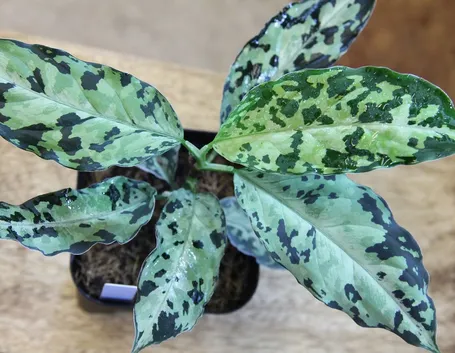 Aglaonema pictum pianta
