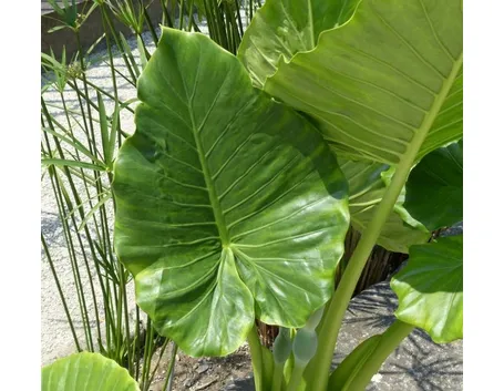 Alocasia macrorrhiza