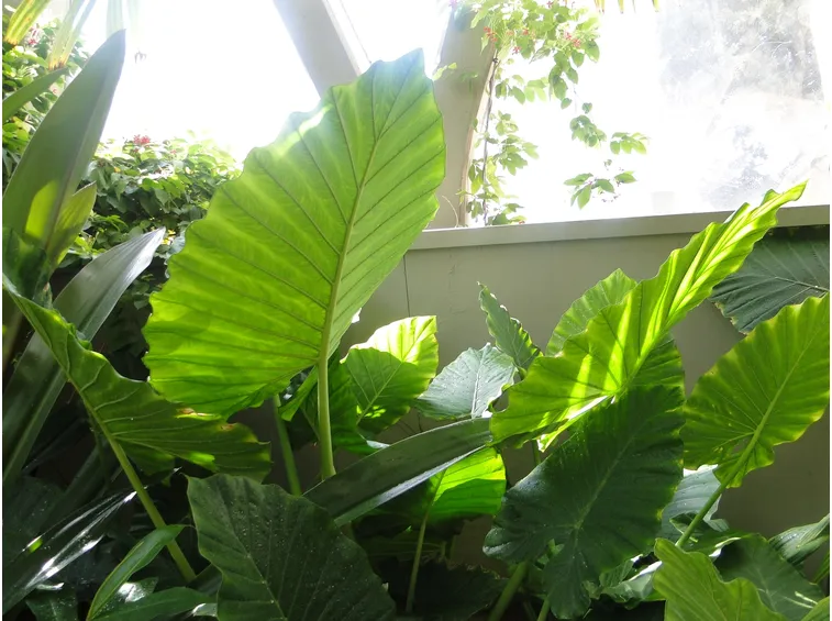 Alocasia 